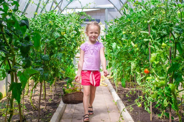 Roztomilá holčička sbírá okurky a rajčata ve skleníku — Stock fotografie