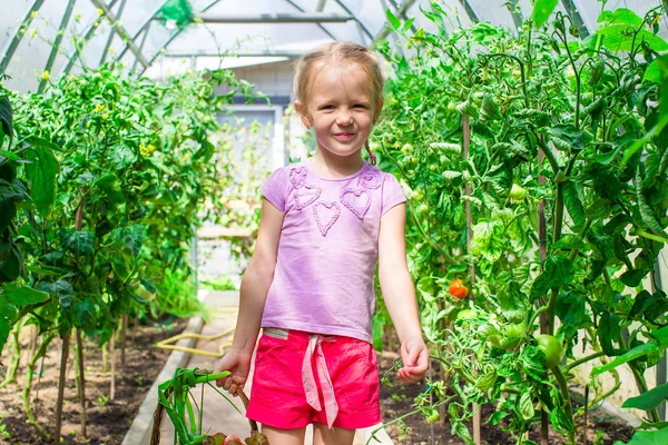Söt liten flicka samlar grödor gurkor och tomater i växthus — Stockfoto