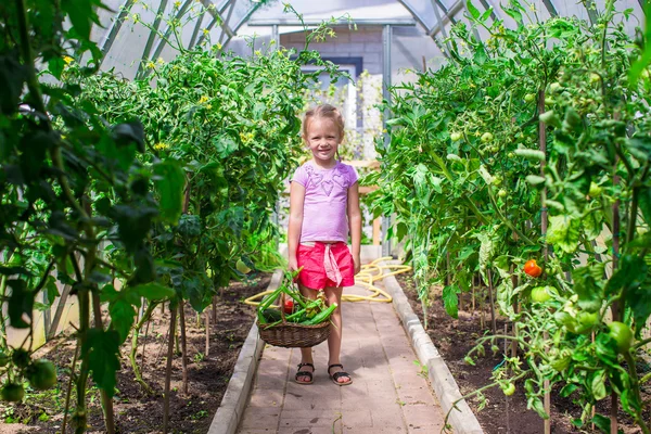 Cute little girl collects crop cucumbers and tomatos in greenhouse — Stock Photo, Image