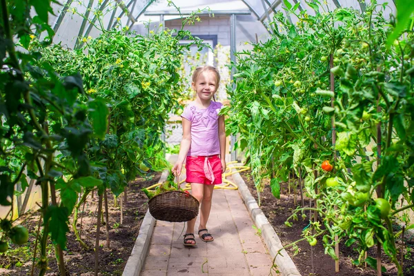 Cute little girl collects crop cucumbers and tomatos in greenhouse — Stock Photo, Image