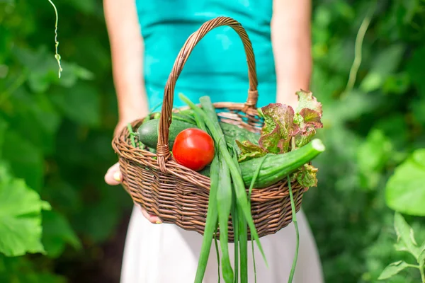 Close-up basket of greens in womans hands — Stock Photo, Image