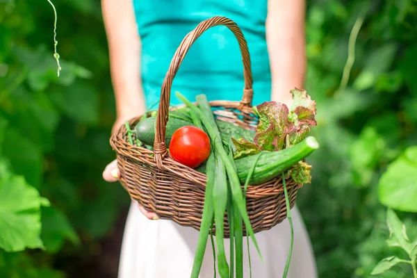 Nahaufnahme Korb mit Grünzeug in Frauenhänden — Stockfoto