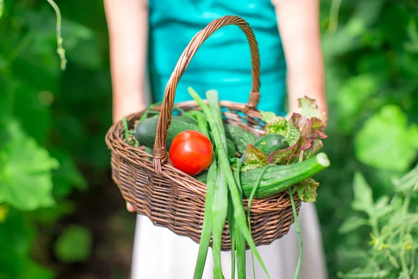 Nahaufnahme Korb mit Grünzeug in Frauenhänden — Stockfoto