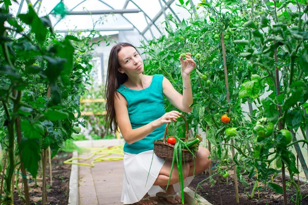 Mladá žena sbírá plodiny okurky a rajčata ve skleníku — Stock fotografie