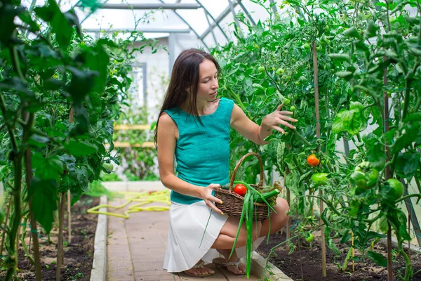 Mladá žena sbírá plodiny okurky a rajčata ve skleníku — Stock fotografie