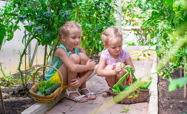 Niedliche kleine Mädchen sammeln Gurken im Gewächshaus — Stockfoto