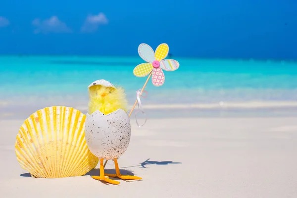 Small yellow chicken and shell on the white beach — Stock Photo, Image