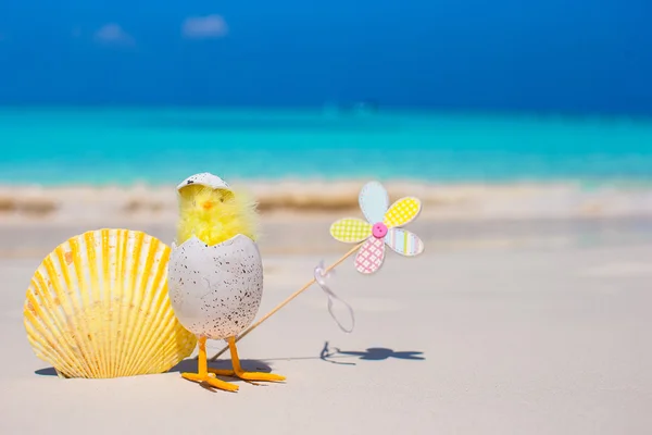 Small yellow chicken and shell on the white beach — Stock Photo, Image