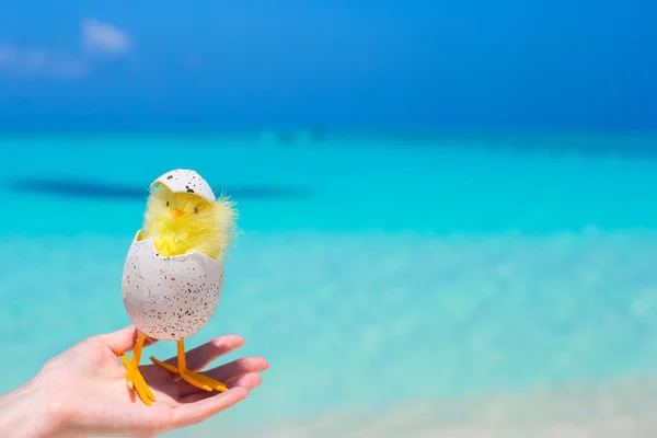 Small yellow chicken on the white beach — Stock Photo, Image