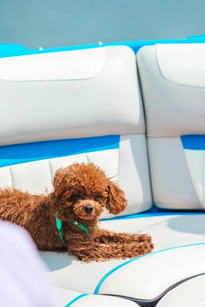 Retrato de um cachorro poodle brinquedo em um barco à vela — Fotografia de Stock