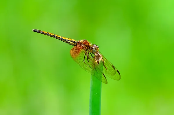 Libélula — Fotografia de Stock