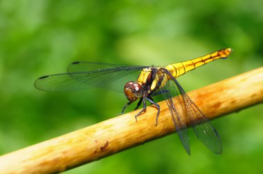 Altın sarı yusufçuk