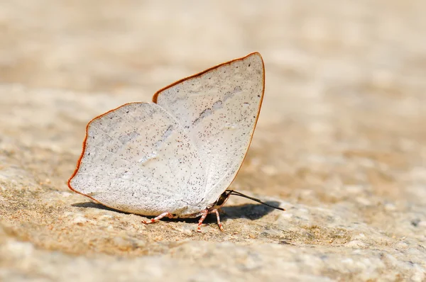 나비 (이빨된 햇빛) — 스톡 사진