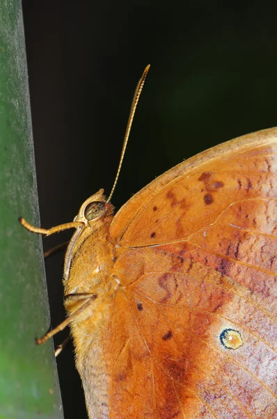 Borboleta (Discophora sondaica) no bambu . — Fotografia de Stock