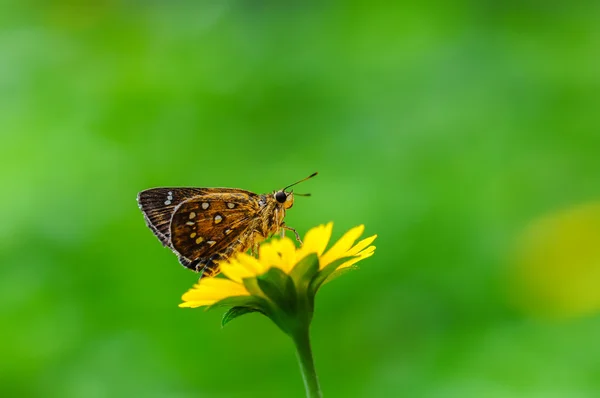 蝴蝶 (Isoteinon lamprospilus) — 图库照片