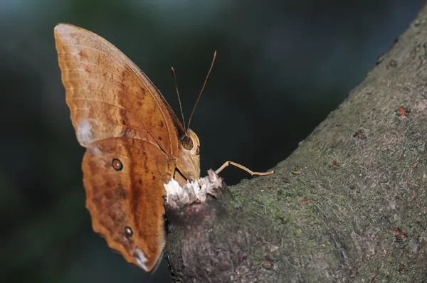Butterfly(Discophora sondaica) — Stock Photo, Image