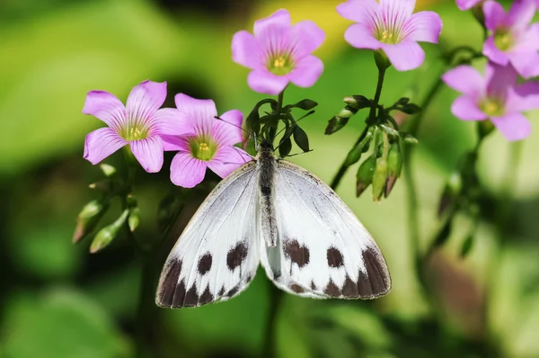 Una farfalla bianca raccoglie miele — Foto Stock