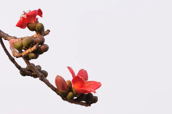 Kapok kwiaty — Zdjęcie stockowe