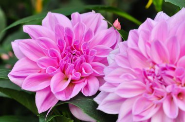 iki dahlias