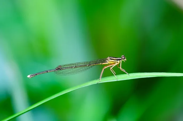 Damselfly. — Foto de Stock