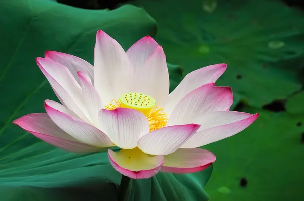 Lotus — Stockfoto