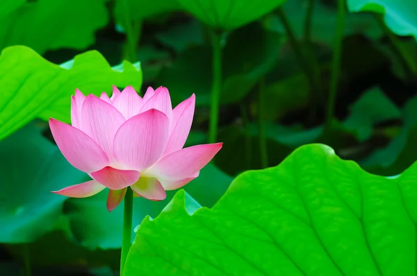 Lotus — Stock Photo, Image