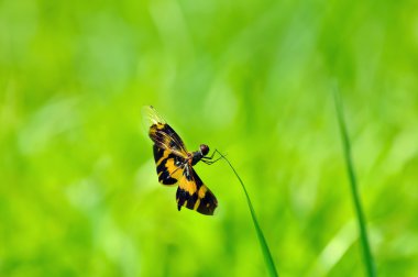 yusufçuk (Rhyothemis variegata arria)