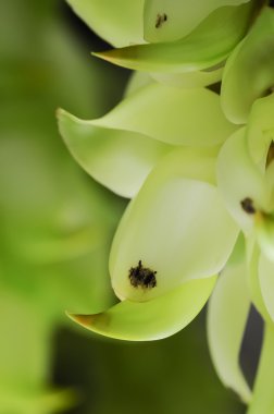Mucuna kuş odunsu