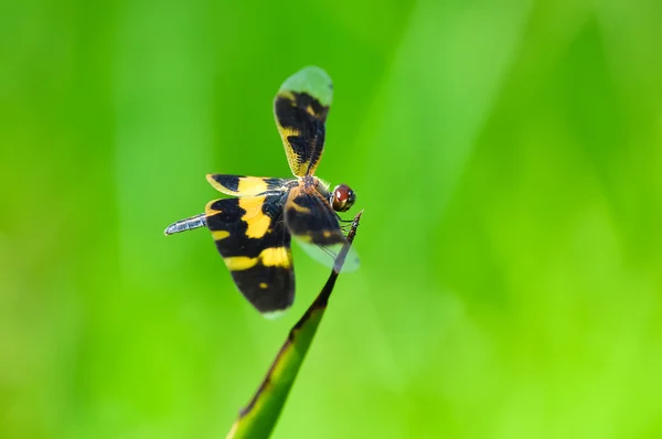Dragonfly (Rhyothemis variegata ΑΡΡΙΑ) — Φωτογραφία Αρχείου