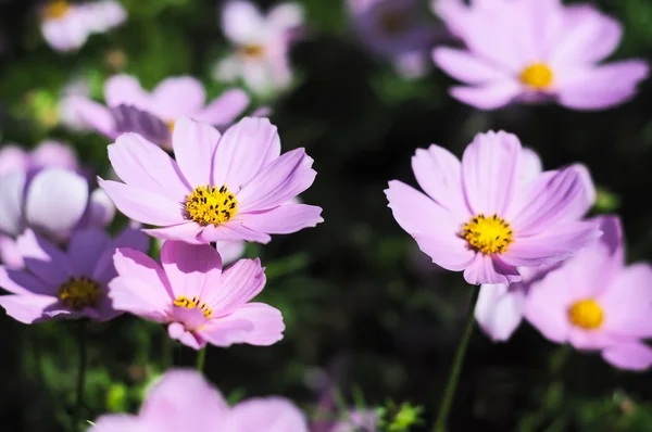 Coreopsis — Foto de Stock