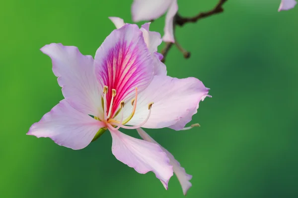 Bauhinia variegata yakın çekim — Stok fotoğraf