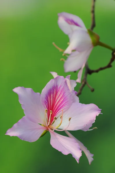 Bauhinia variegata yakın çekim — Stok fotoğraf