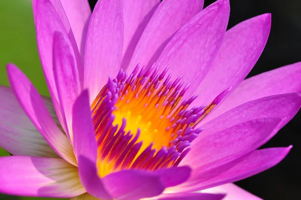 Een bloeiende fuchsia lotus — Stockfoto