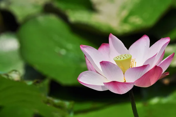 Lotus — Stockfoto