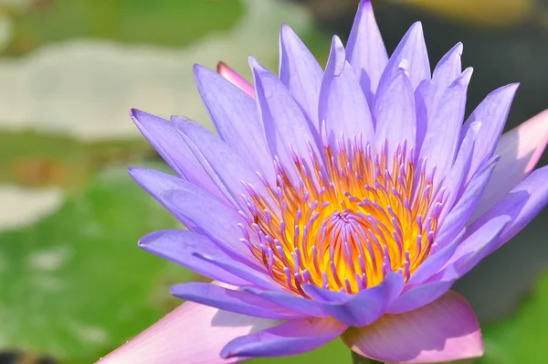 Um lótus roxo florescente — Fotografia de Stock