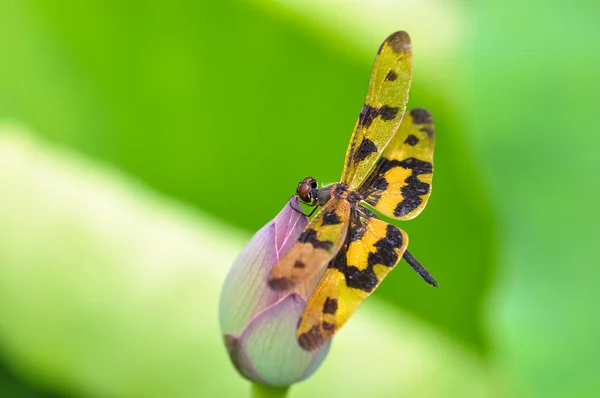 Libelle (rhyothemis variegata arria)) — Stockfoto