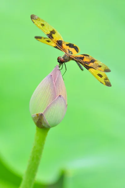 Yusufçuk (Rhyothemis variegata arria) — Stok fotoğraf