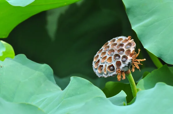 Semillas de loto — Foto de Stock
