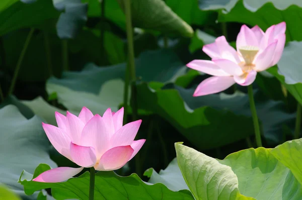 Doi lotus — Fotografie, imagine de stoc