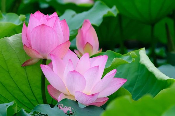 Τρεις lotus — Φωτογραφία Αρχείου