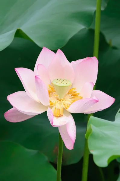 Cerrar flor de loto — Foto de Stock