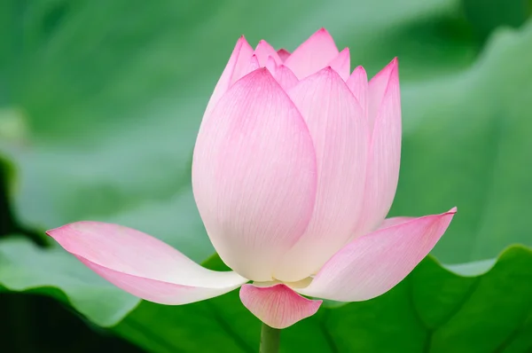 Lotus flower bud — Stockfoto