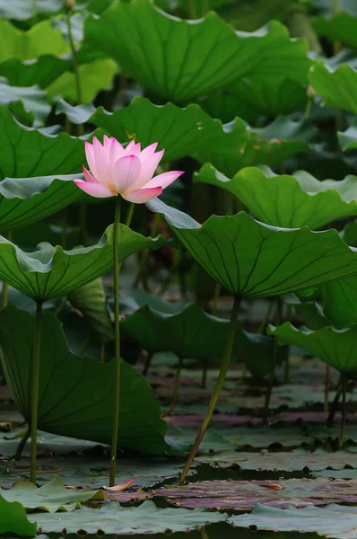 Eine Lotusblume — Stockfoto