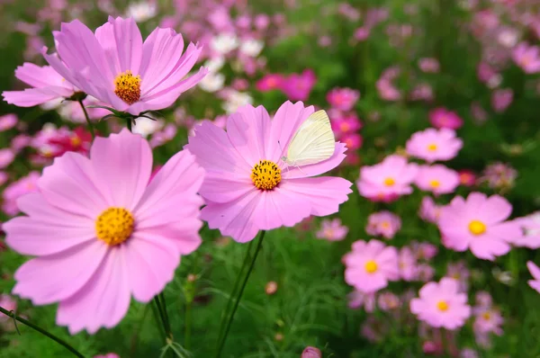 Niektóre coreopsis — Zdjęcie stockowe