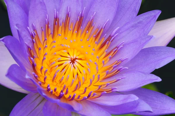 Bloei water lily (lotus) — Stockfoto