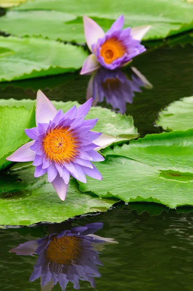 Twee paars water lily (lotus) — Stockfoto