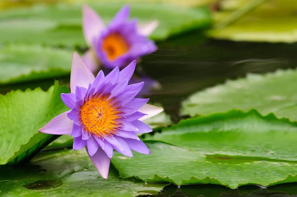 Paarse water lily (lotus) — Stockfoto