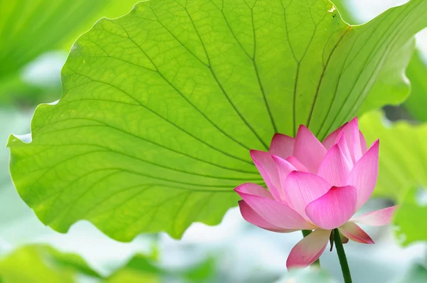 Lotus flower under the lotus leaf — Stock Photo, Image