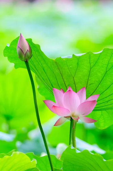 Flor de lótus e botão de flor — Fotografia de Stock