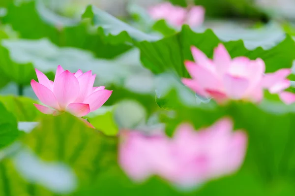 Some lotus flowers — Stock Photo, Image